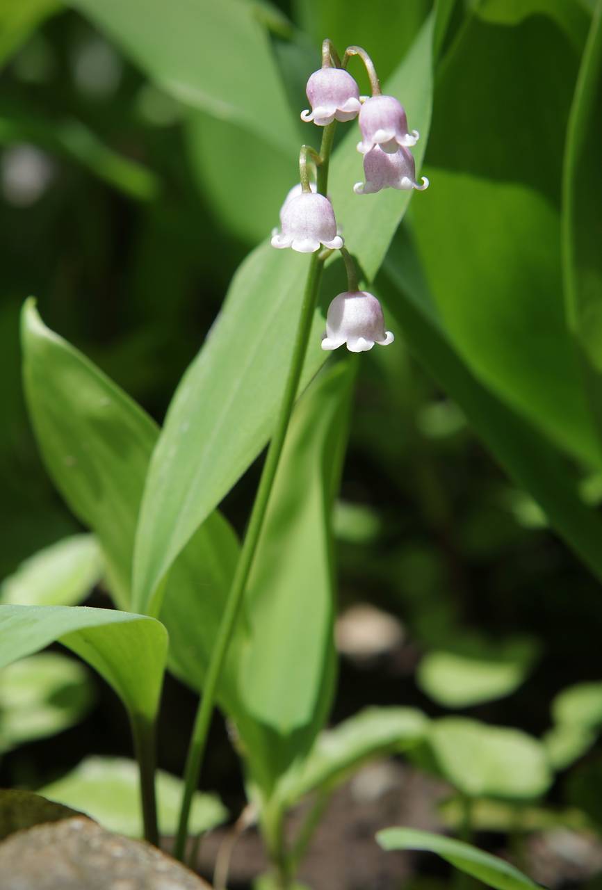 Photo of Pink Lily of the Valley